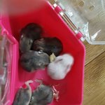 햄스터 <b>분양</b>합니다.