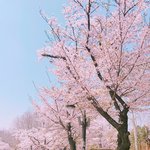 [존<b>예</b>] 오늘 벚꽃<b>사진</b> 찍었는데 대박 예뻐ㅠㅠ