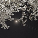 [드루와] 밤에 찍은 벚꽃 사진 있니..