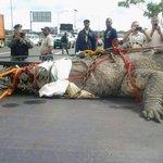 [실제상황] 세계 최대크기 악어