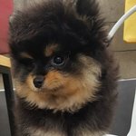 [모카라떼] +)추가[개와고양이] 강아지아빠와 고양이엄마와 꼬물이들...