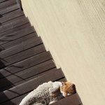 우리<b>집</b> 고냥<b>이</b>를 소개한다.