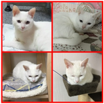 길에서 힘들게 살다가 구조된 15마리 냥이들이 있어요..