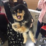 [모카라떼] [개와고양이] 강아지아빠와 고양이엄마와 꼬물이들 :3-3탄...