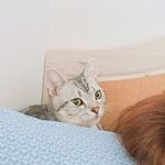 [고양이] <b>사랑</b>하는 나의 <b>아미</b>짱3