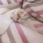 [고양이] <b>시험</b>공뷰하는데 고양이가 되고싶다ㅠㅠ