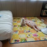 두살 <b>포메</b>의 원숭이시기부터 현재