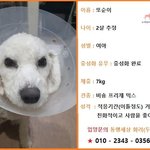[강아지] <b>산속</b>에 혼자 버려진 비숑 또순이