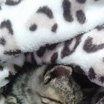 [고양이] <b>다섯</b>쌍둥이들