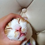 [뚱냥이땅콩] 뚱냥이의하루-뚱냥이들 놀러왔어요.