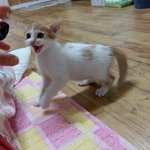 나의 동거묘 <b>도칠</b>군 2년동안의 마징가