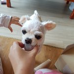 [동행세상] 평생 심장약을 먹어야하는 2.9kg의 <b>포메</b> 설탕이