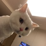 고양이 <b>두유</b> 마사지 의자에 중독?