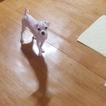 제가 주서온(?)말티즈유기견변화과정(인천동암,간석오거리부근 산에개버린것들꼭봐라)