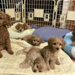 [강아지] 말티푸 아이들 <b>입양</b> 보냅니다