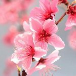 [댓글부탁해] 복숭아꽃<b>스킬</b> 진짜 소름인게