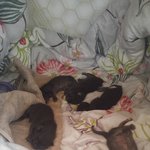 [고양이] 다섯쌍둥이들 2탄 !!