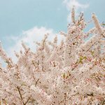 [방탄소년단] 애들 삼일만 빨리 입국하지ㅠㅠ