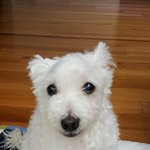 [방탄소년단] 석진이 강아지 <b>사시</b>?