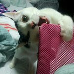 [고양이] 둘째 <b>젤리</b> 귀염폭발사진입니다ㅎㅎ