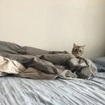 먼지 <b>꼬물</b>이들 이름 지어주세요~~