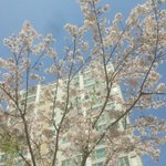 [EXO] 유일하게 살아남은 <b>벚꽃나무</b> 보고가라