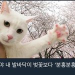 [시우민] <b>집사</b>야! 내 발바닥이 벛꽃보다 분홍분홍하단다!