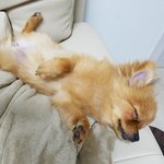 [<b>강아지</b>] 너무너무 사랑스런 <b>알</b>콩이
