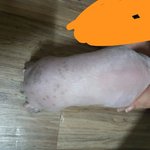 [강아지] 강아지 <b>점</b> 왜<b>이런</b>가요?