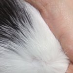 [고양이] 저희아기<b>목덜미</b>가 이상해요ㅠㅠ