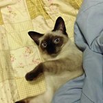 님들 우리<b>집</b>고양이 자랑하러<b>옴</b>