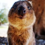 보면 행복해지는 <b>쿼카</b>의 미소