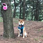 [강아지] 개춘기가온 시월이 :)
