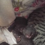 [고양이] <b>다섯</b>쌍둥이들 3탄