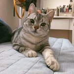 [고양이] 사랑하는 나의 <b>아미</b>짱4