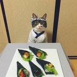 화려한 저녁밥상 자랑하는 <b>셰프</b>냥이