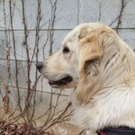 골든리트리버 치즈에요 4