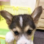 [코코모카] 코코 모카 크림이#1