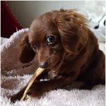 <b>몽실이</b>가 젤 행복한시간 ㅎㅎ