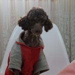 상문/초코푸들/차분하고 <b>우직</b>한 상문이의 가족이 되어주세요!
