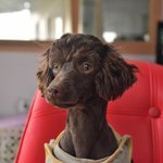 혁이/푸들/남아(중성화<b>완료</b>)/2살/3.8kg 가족이 되어주세요!