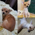 [강아지] [강아지를 찾습니다] 인천 <b>만수동</b>에서 강아지를 잃어버렸습니다!...