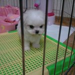 [강아지] 귀요미말티즈뿌꾸