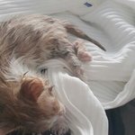 [고양이] <b>진주</b> 구조냥이 입양하실 분!