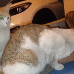 [고양이] 구내염으로 고통받는 점박이의 수술에 동참을 부탁드립니다