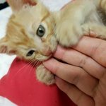 [고양이] 이 고양이는 무슨종이야?