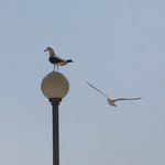 [댓글부탁해] 여성용품(라이너)에서 <b>본드</b>가 엄청 묻어나옴