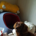 <b>집안물건</b> 물어뜯는 강쥐들에게 강추~~