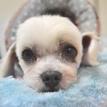 [강아지<b>분양</b>] 귀여운 말티즈 은돌이예요!
