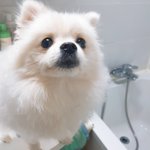 [강아지] 그냥 너무 귀여워서 올려요